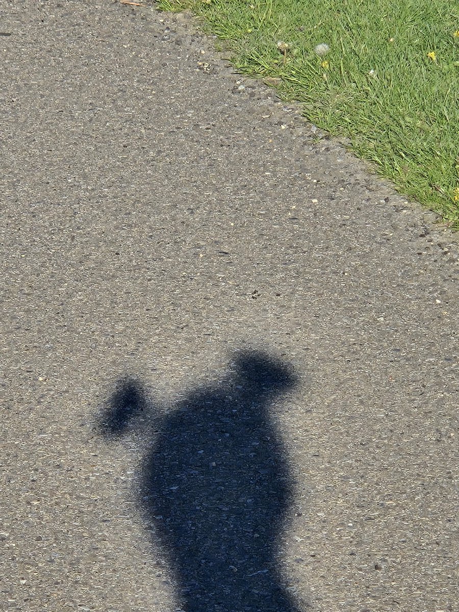 BothWithAKay's tweet image. When your hair&apos;s so thin, your shadow looks like a teletubby
#thinhairproblems #hairbun