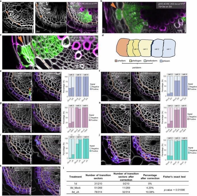The dynamic and diverse nature of parenchyma cells in the Arabidopsis root during secondary growth 

nature.com/articles/s4147… 
♻️
