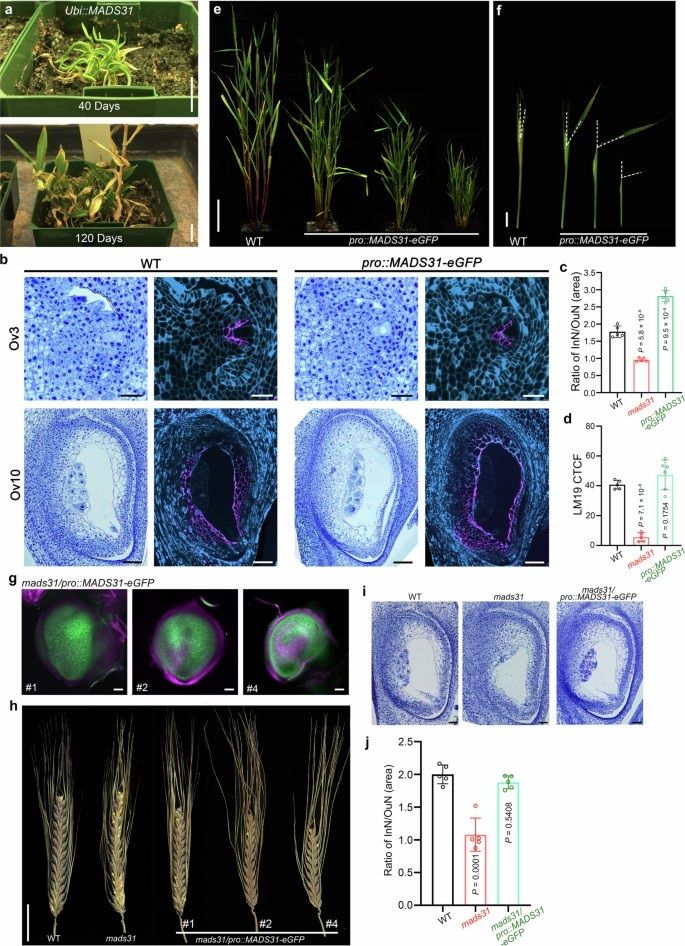 MADS31 supports female germline development by repressing the post-fertilization programme in cereal ovules 

nature.com/articles/s4147… 
♻️