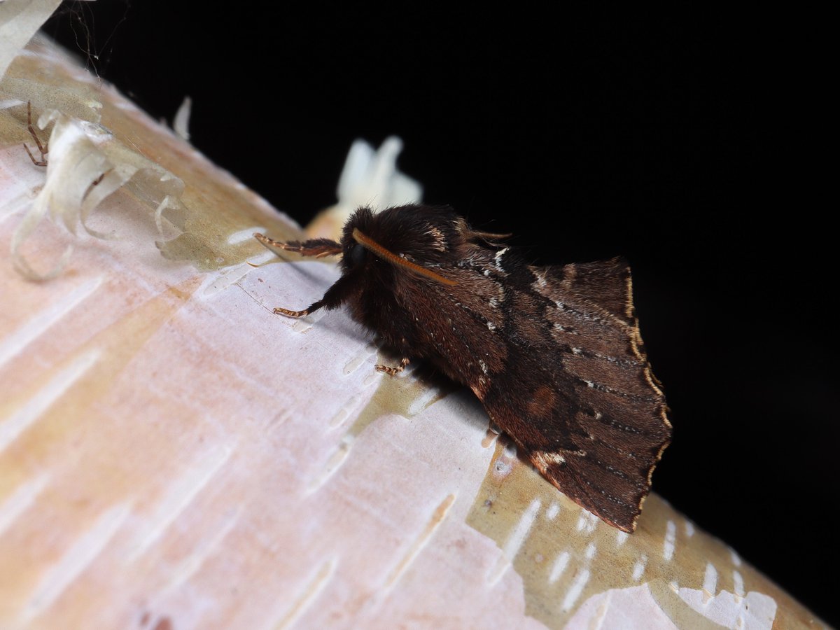 bear_moth_'s tweet photo. Odontosia https://t.co/SSM53G8Hmh