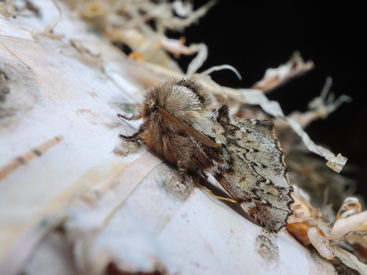 bear_moth_'s tweet photo. Odontosia https://t.co/SSM53G8Hmh