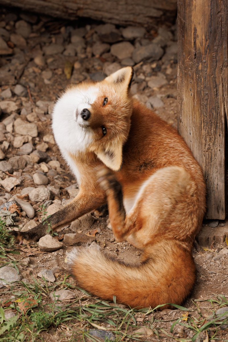 NIKUO (@onraisan) on Twitter photo 