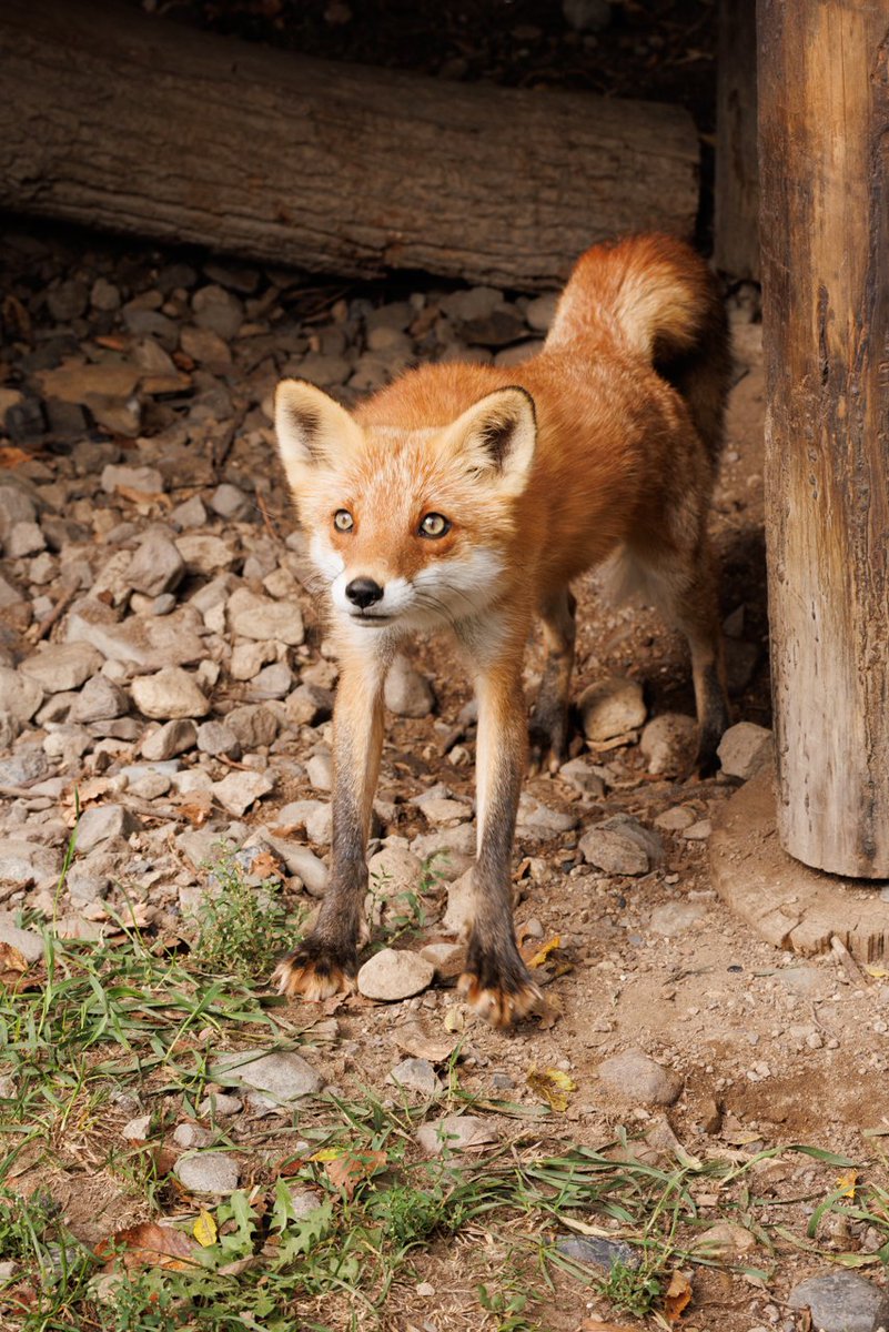 しっぽがこの形してると、ベッドで寝ながら背中回りをストレッチすると気持ちいいやつを想像する。ぐぐぐって感じで血行よくなって絶対気持ちいい。