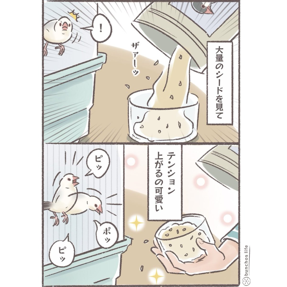 大量のシードを見てテンションが上がる1号可愛い✨
#文鳥 
#4コマ漫画 