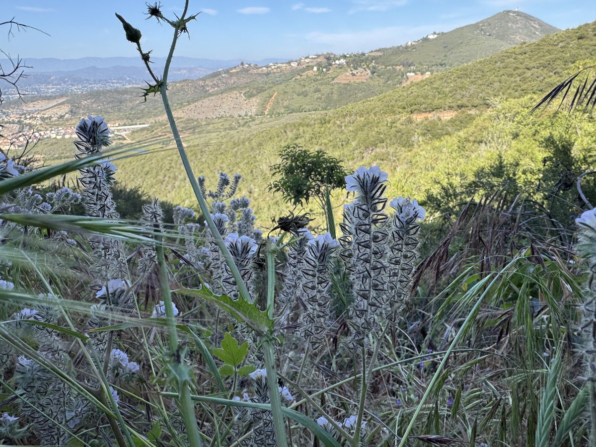 今日所见野花：夏日冬青(summer holly)、纳特尔金鱼草(Nuttall’s snapdragon)、紫猫头鹰火焰草(purple owl’s clover)、毛毛虫穗花(caterpillar phacelia)。