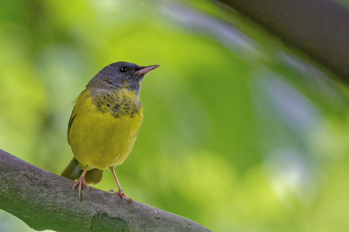 Mourning warbler(Geothlypis philadelphia)this afternoon (30May25) at the pool in Central Park.They rely on dense, insect-rich stopover habitats to refuel during their 5,000 km migration. Habitat loss at stopover sites threatens this delicate journey. #birdcpp #birdnerd #NikonZ8