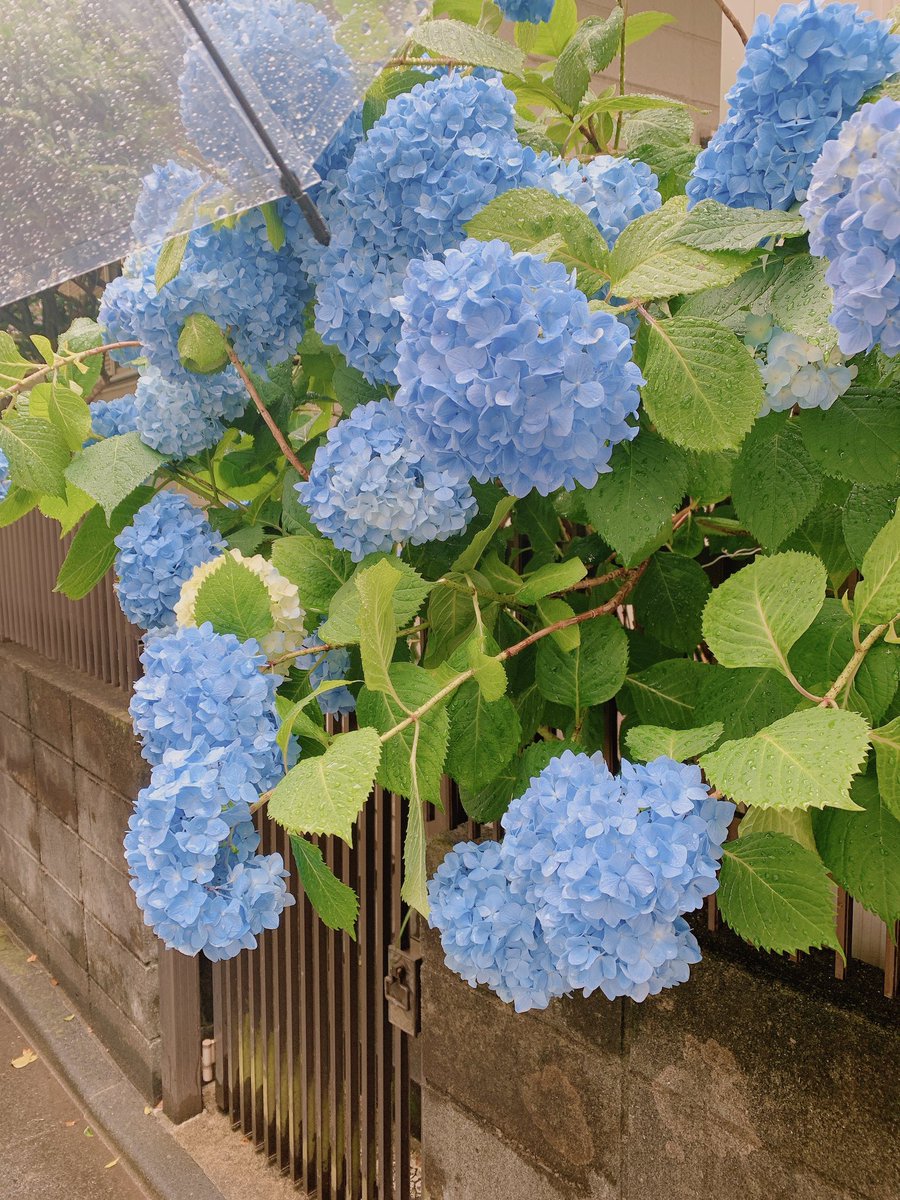 そろそろ鎌倉行くかね