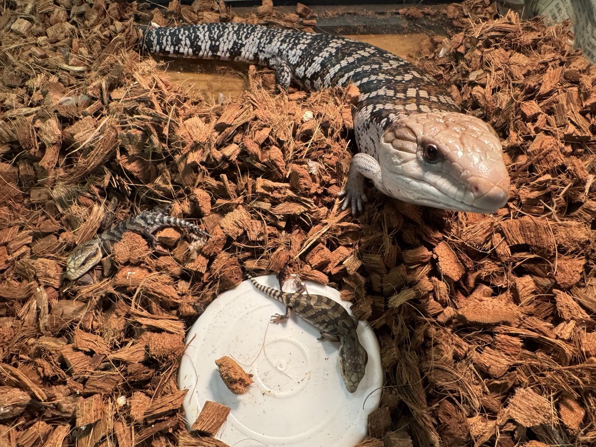 ヒガシアオジタトカゲ Eastern Blue-Tongued Skink クイーンズランド