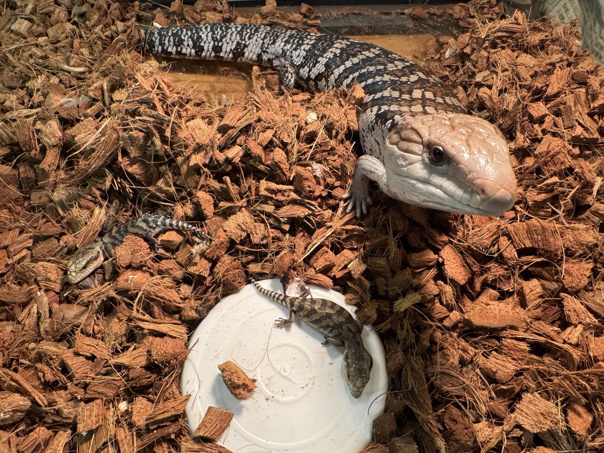 🍺こう🦎🍻🍢 on X: 