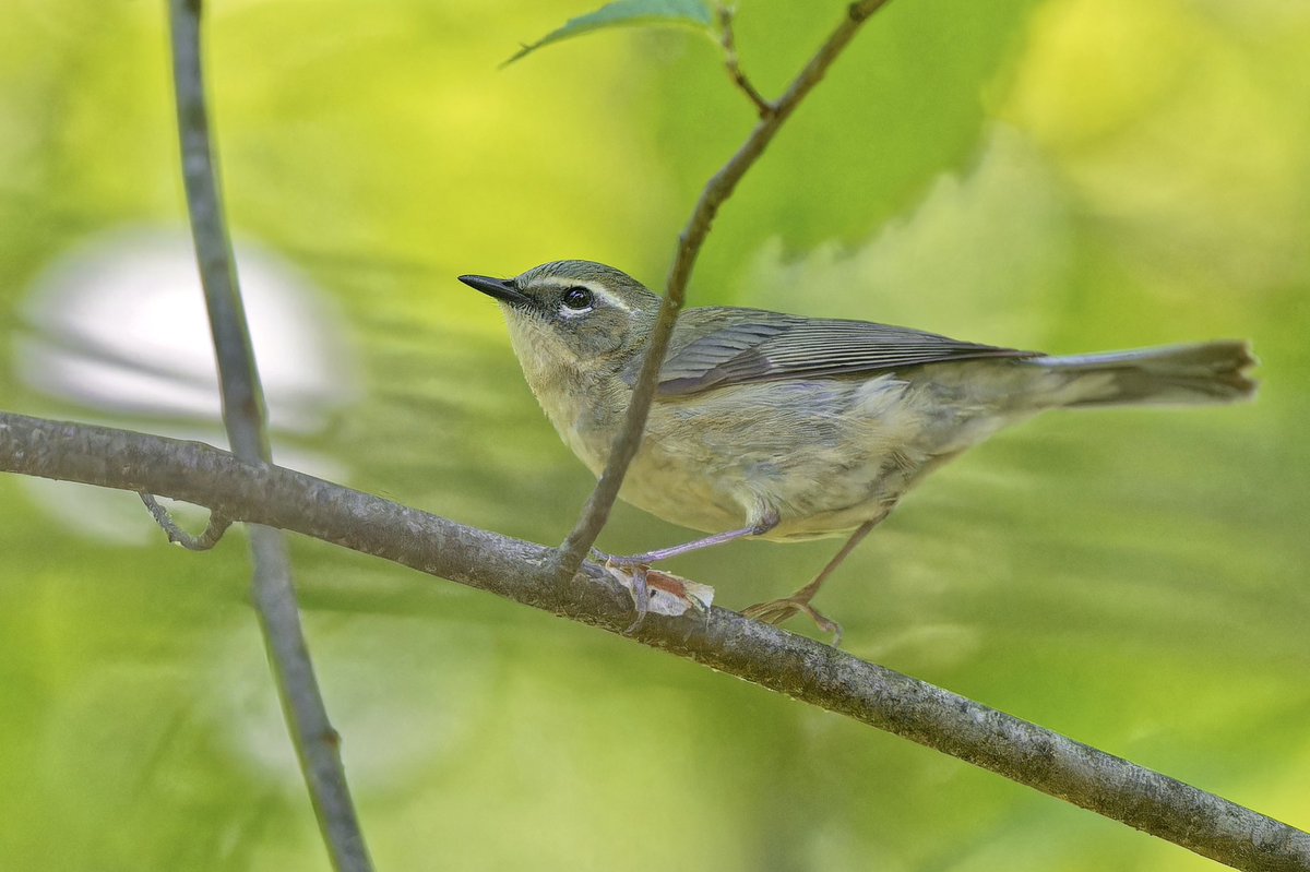 Yellow bellied flycatcher(Empidonax flaviventris),Canada warbler (Cardellina canadensis), Acadian Flycatcher(Empidonax virescens) and female black throated blue warbler (Setophaga caerulescens)at the pool in Central Park this afternoon(30May25) #birdcpp #birdnerd #NikonZ8