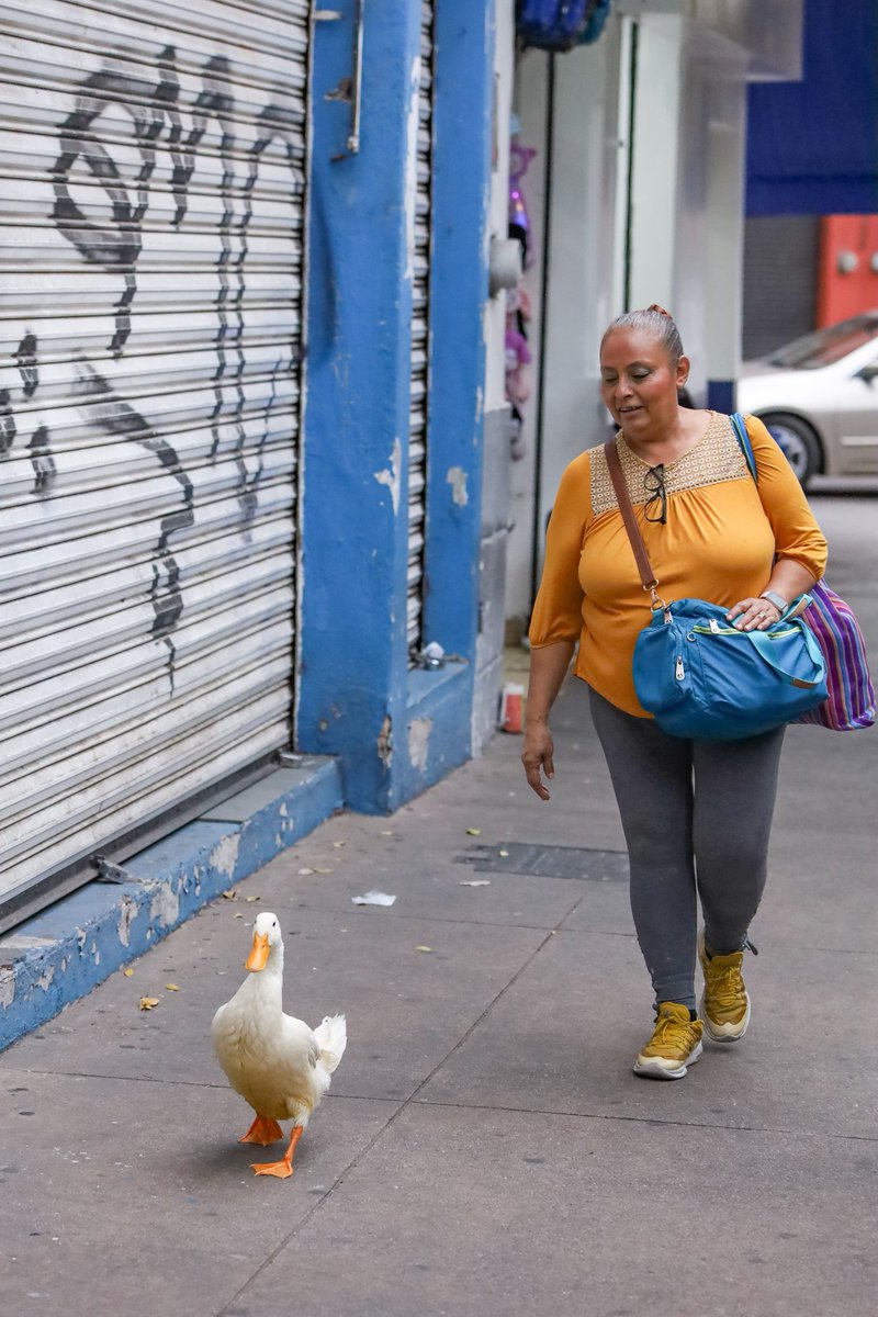TNnoticiasMx's tweet photo. 🌟 Un pato roba las miradas en el centro de Guadalajara 🌟

Hoy, las calles del centro de #Guadalajara fueron testigos de un curioso y adorable momento. Un pato decidió seguir a una mujer mientras paseaba, capturando la atención de todos los transeúntes. 🦆👩‍🦰

El pato, con su andar gracioso y decidido, se convirtió en la estrella del día. Las personas no podían creer lo que veían y muchos sacaron sus teléfonos para inmortalizar el momento. 📸

"¡Nunca había visto algo así!", exclamó uno de los espectadores. "Es como si el pato hubiera encontrado a su mejor amiga."

Este inesperado acompañante se robó las sonrisas y los corazones de todos, demostrando que la vida siempre puede sorprendernos con momentos únicos y especiales. 💖