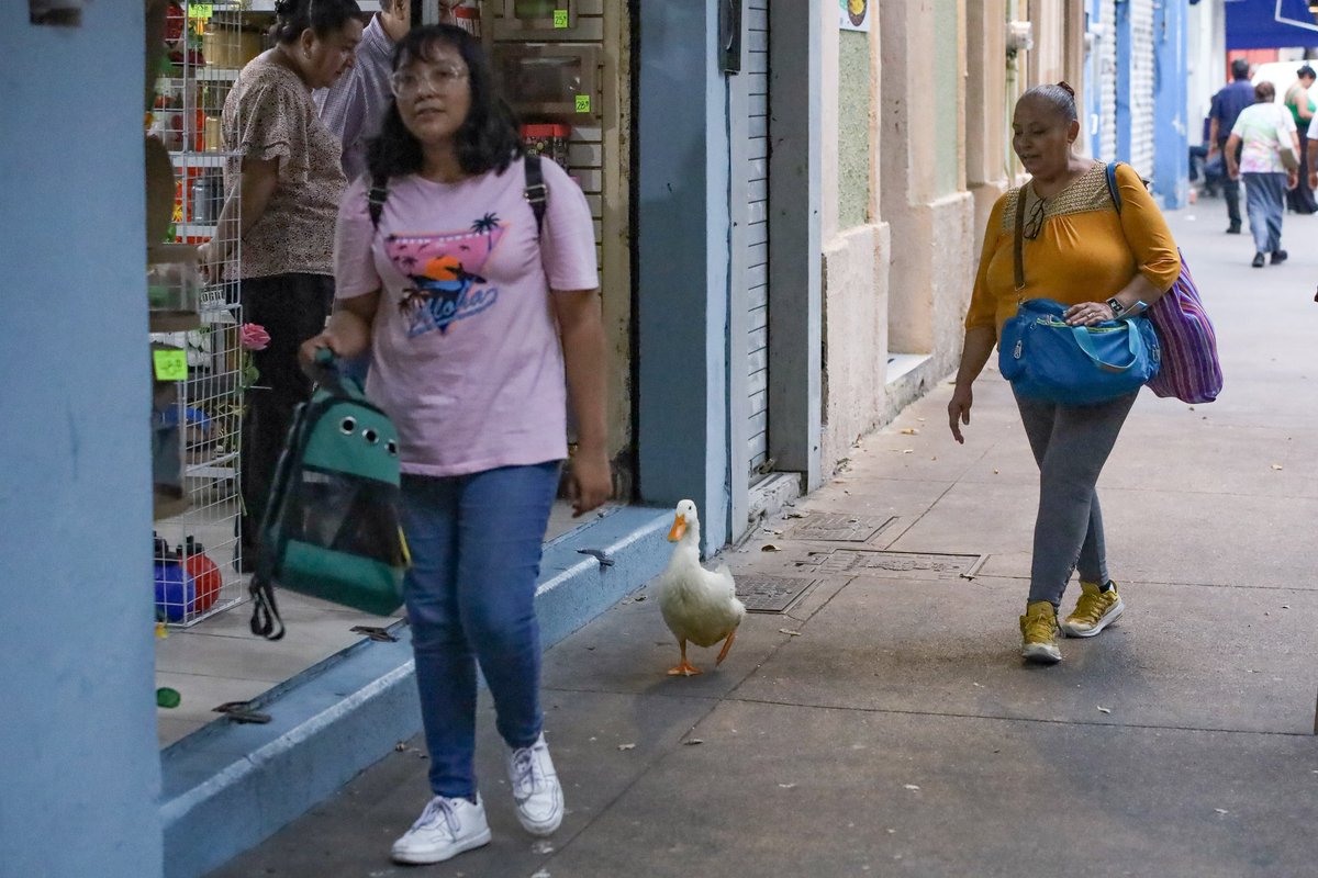 TNnoticiasMx's tweet photo. 🌟 Un pato roba las miradas en el centro de Guadalajara 🌟

Hoy, las calles del centro de #Guadalajara fueron testigos de un curioso y adorable momento. Un pato decidió seguir a una mujer mientras paseaba, capturando la atención de todos los transeúntes. 🦆👩‍🦰

El pato, con su andar gracioso y decidido, se convirtió en la estrella del día. Las personas no podían creer lo que veían y muchos sacaron sus teléfonos para inmortalizar el momento. 📸

"¡Nunca había visto algo así!", exclamó uno de los espectadores. "Es como si el pato hubiera encontrado a su mejor amiga."

Este inesperado acompañante se robó las sonrisas y los corazones de todos, demostrando que la vida siempre puede sorprendernos con momentos únicos y especiales. 💖