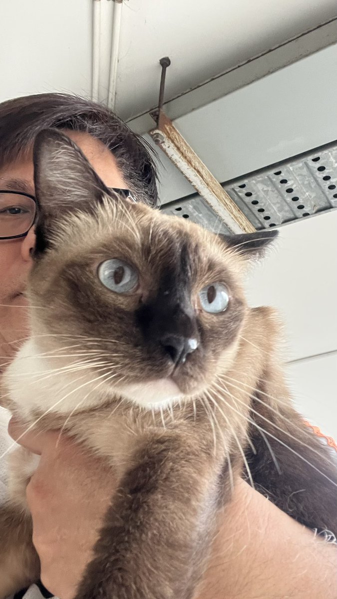 ชีสเค้กหน้าไหม้  
“น้องครีม” คือชื่อที่ รปภ. เรียก

แมวประจำคอนโดที่บางแฉน