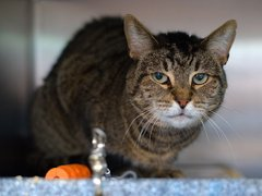 Peter Askin tweet media