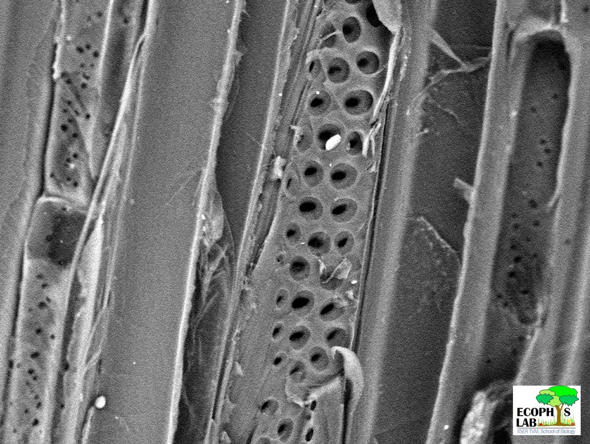 Xylem vessel pits - one of the tinest pores in living systems that keep giant monstrous trees alive. Profoundly critical and yet not completely explored in so many common and uncommon floras around us 🔬🔍🧐