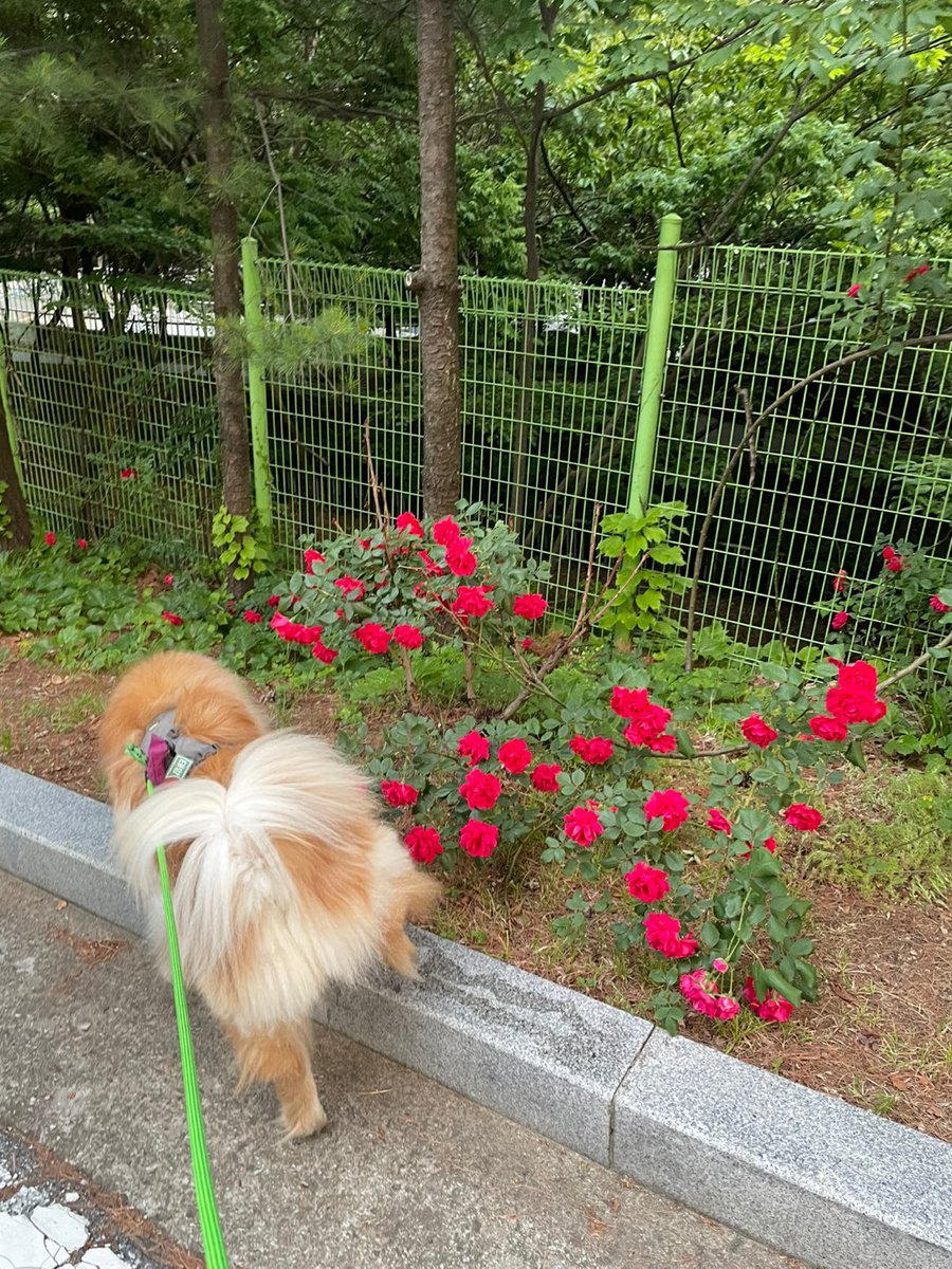 장미와 쉬야줄기