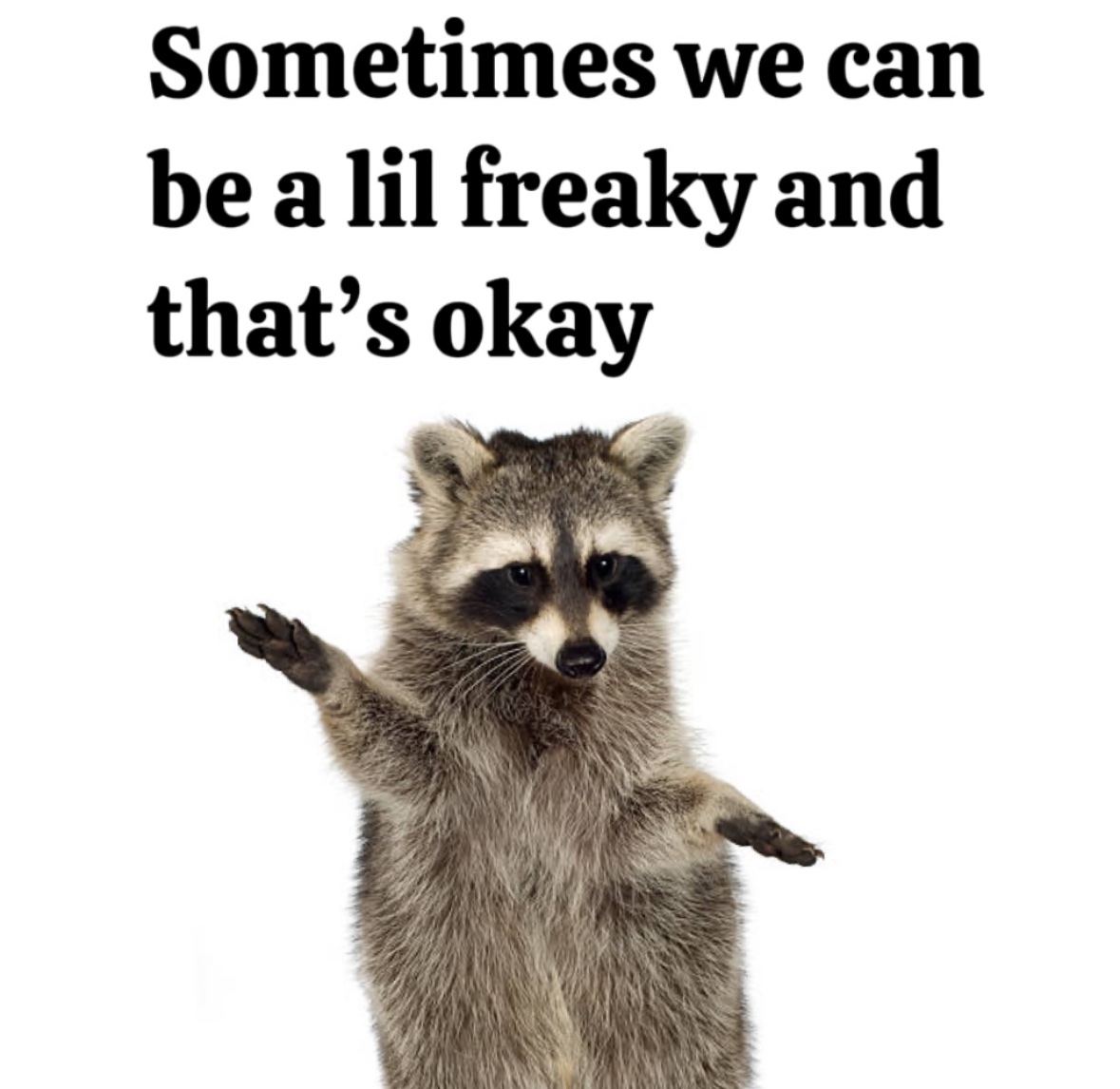 Why you should have a Raccoon (@shouldhaveracc) on Twitter photo 