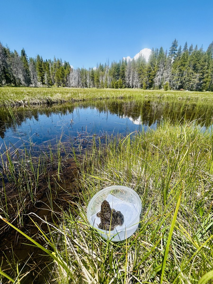 RochelleStiles's tweet photo. We just released 100 endangered Sierra Nevada Yellow-legged Frogs into Yosemite! 🐸

Raised at the Zoo for a year after rescuing them as tadpoles from a drying meadow last summer.

A big hop forward for conservation! 💚
📸 Ninette Daniele https://t.co/UthmOPOvGY