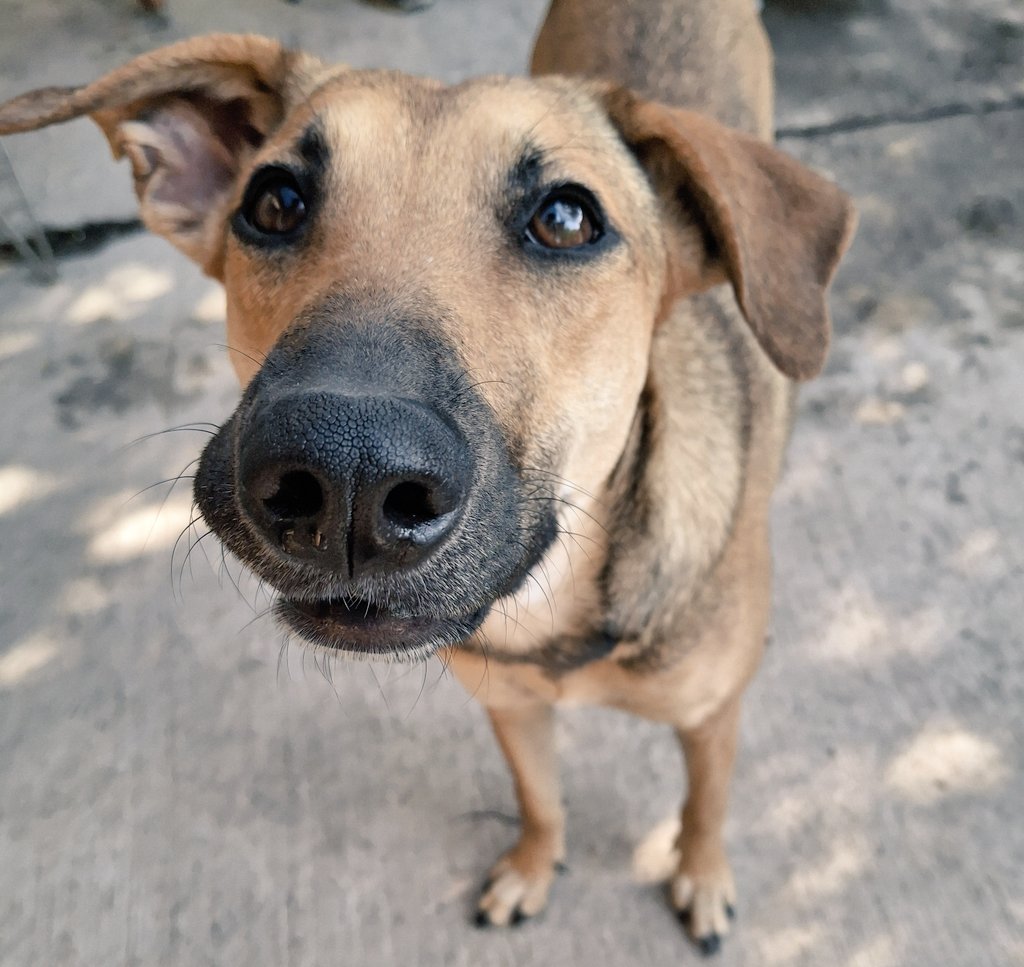 JJ (@nyu_umi) on Twitter photo 16 rts para Emmita la perrita que amó a los gatitos que pasaron por esta casa, enseñó a Archie no temer a los perritos y que ahora tenga hogar, cuando noto que no la quieren y me ve a los ojos quisiera decirle que soy lo mejor que hay para ella, aunque no sea así😔 16 rts para Emmita la perrita que amó a los gatitos que pasaron por esta casa, enseñó a Archie no temer a los perritos y que ahora tenga hogar, cuando noto que no la quieren y me ve a los ojos quisiera decirle que soy lo mejor que hay para ella, aunque no sea así😔