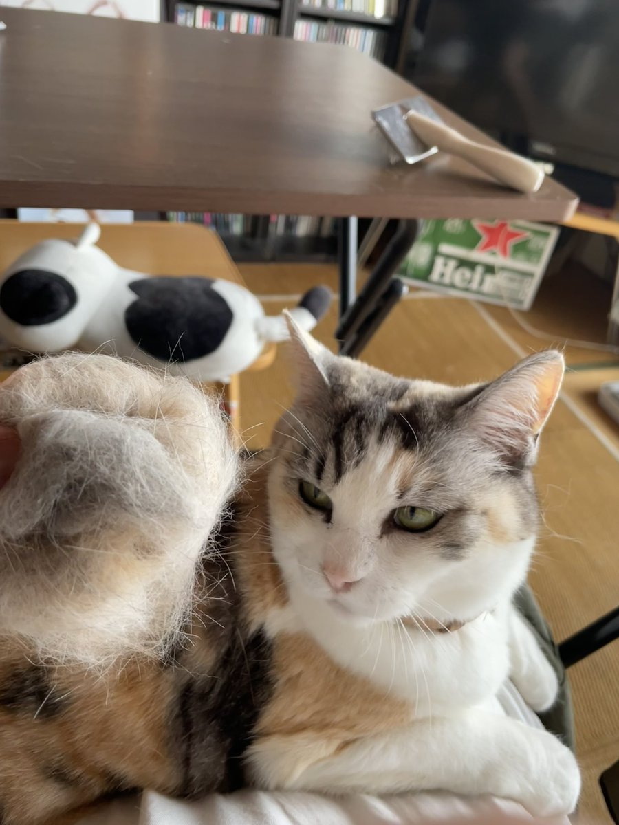 taimon1129's tweet photo. 猫の脱皮 https://t.co/qrwYMobtP8