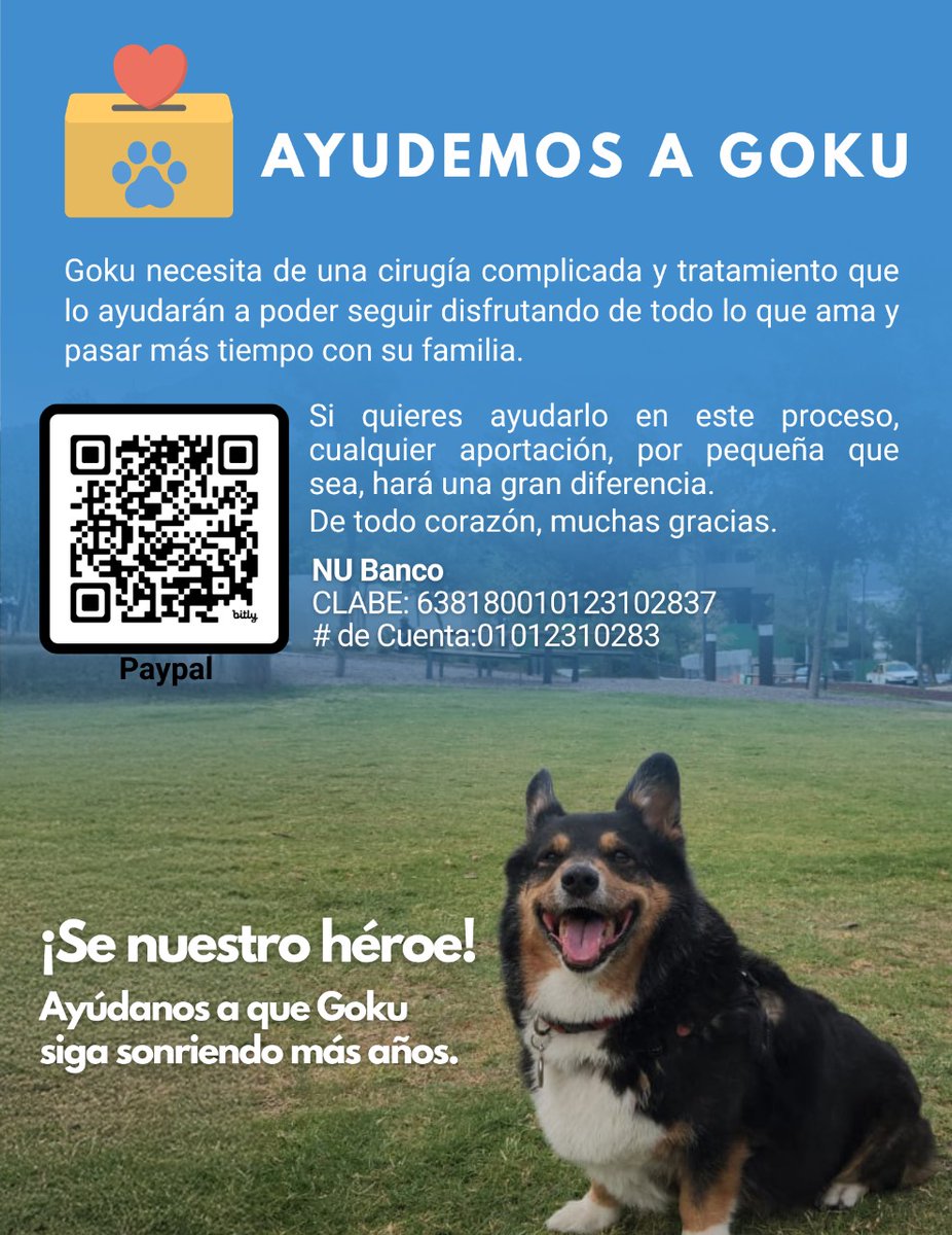 _elgoof_'s tweet photo. Familia de X, estamos atravesando una situación complicada con el buen Kakaroto. Cualquier apoyo suma, de todo corazón mis cachorros y yo se lo agradeceríamos 🙏🏻 ✨

https://t.co/BZ9oFHXozg https://t.co/T7DXHzX9Ld
