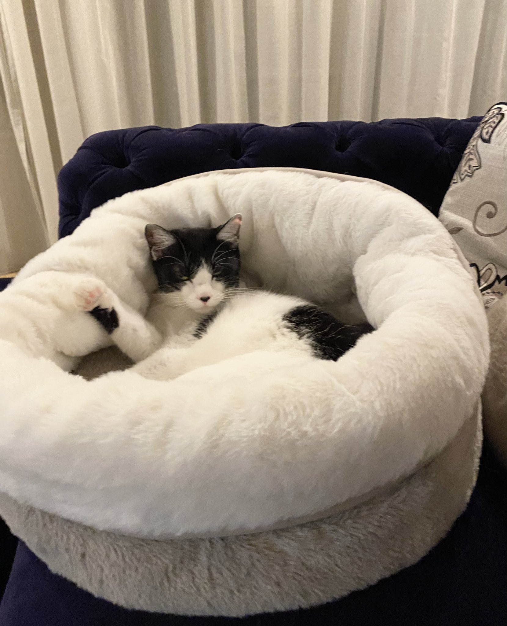 ⭐︎あややページ⭐︎のびねこ15種 のびねこ - Search / X
