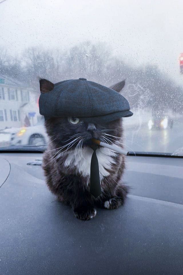 Chmonya ๐ (@chmonya_cat) on Twitter photo "I'm the boss of the feline crime world, but this traffic is killing me! ๐ผ๐ซ
<a href="/Chmonya_Cat/">Chmonya ๐</a>
$Cma "I'm the boss of the feline crime world, but this traffic is killing me! ๐ผ๐ซ
<a href="/Chmonya_Cat/">Chmonya ๐</a>
$Cma