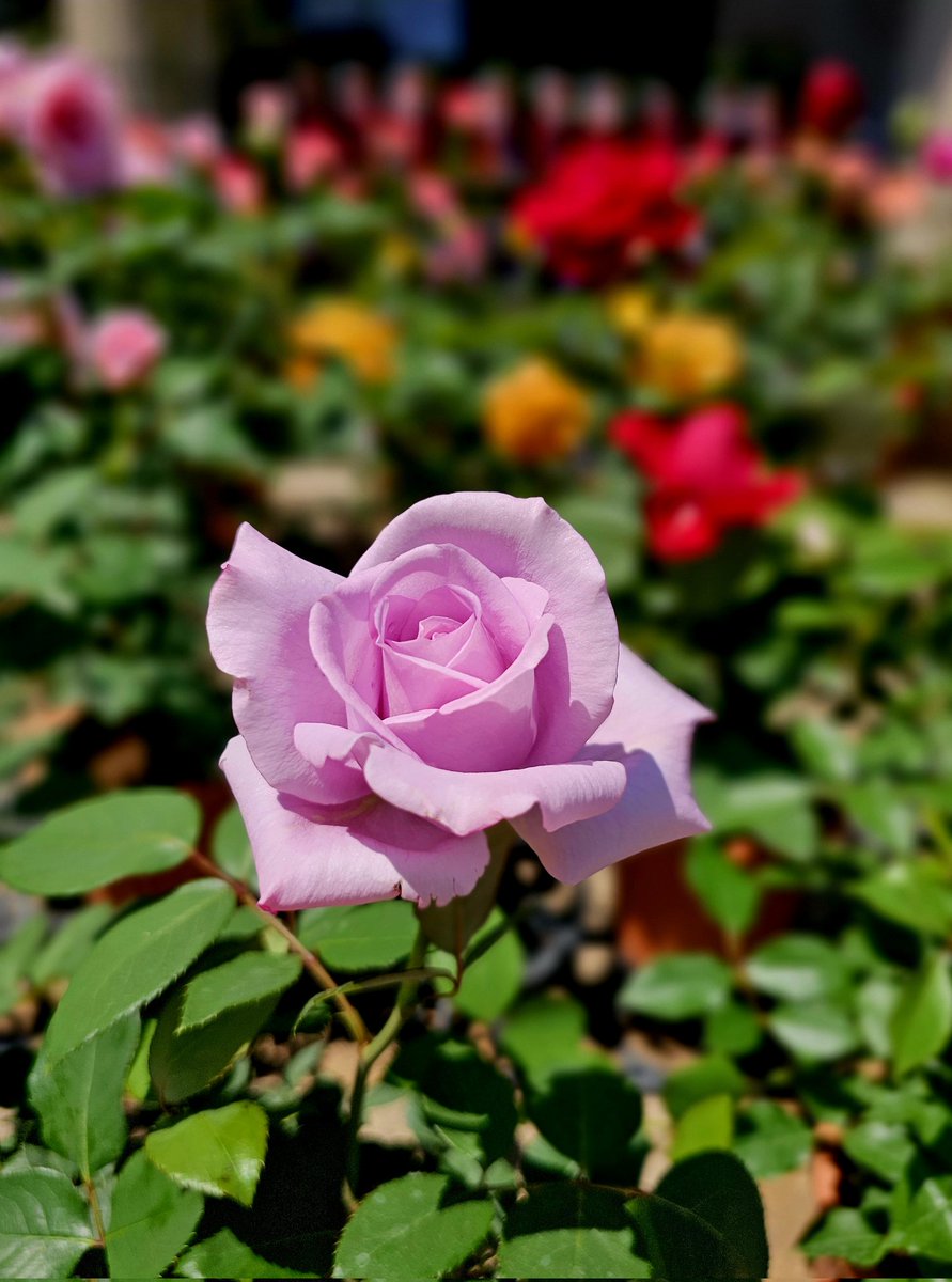 先月の26日(土)はフラリエに
行きました😃
色んなお花が綺麗に咲いてて
めちゃめちゃ癒されましたぁ😊
#photo　#写真
#写真好きな人と繋がりたい 
#写真撮ってる人と繫がりたい