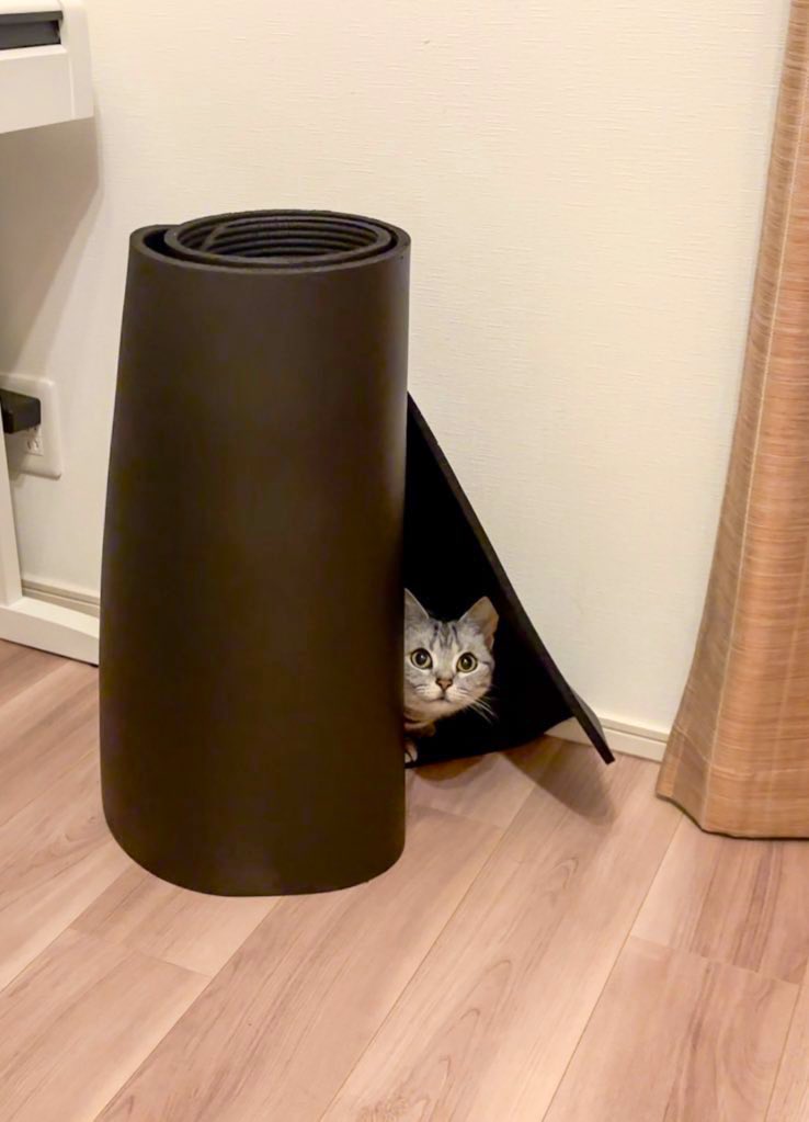 ねこが行方不明だから探してたらここにいた🤭