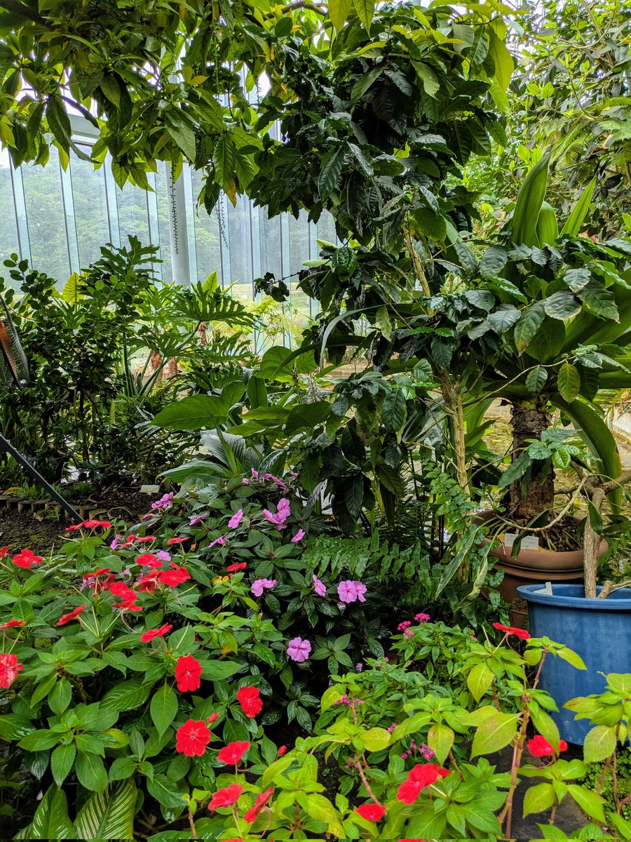 ５月３１日㊏🌨

本日の営業時間
🕖１９時開店〜🕒３時閉店
🍻バイト・章太(１９時〜３時)🙇‍♂️

🚬世界禁煙デー🚬
１９８９年、世界保険機関
(WHO)が制定した国際デー。
喫煙が原因で亡くなられる方の増加
に対して、警告を行っています。

☘️新宿御苑・温室内☘️