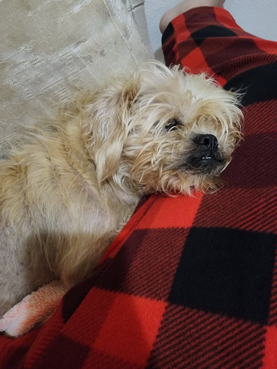 StrawberryKelly tweet media