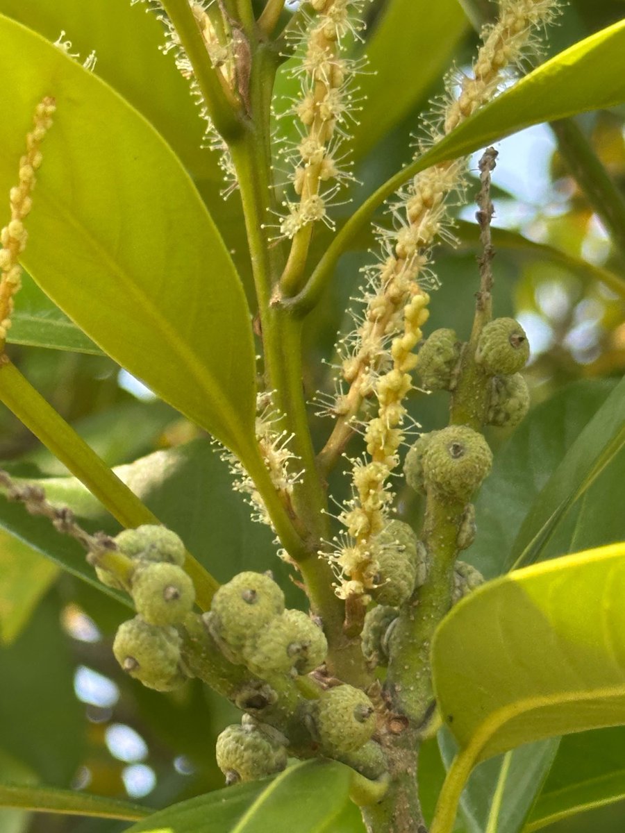 Akiko Satake tweet media