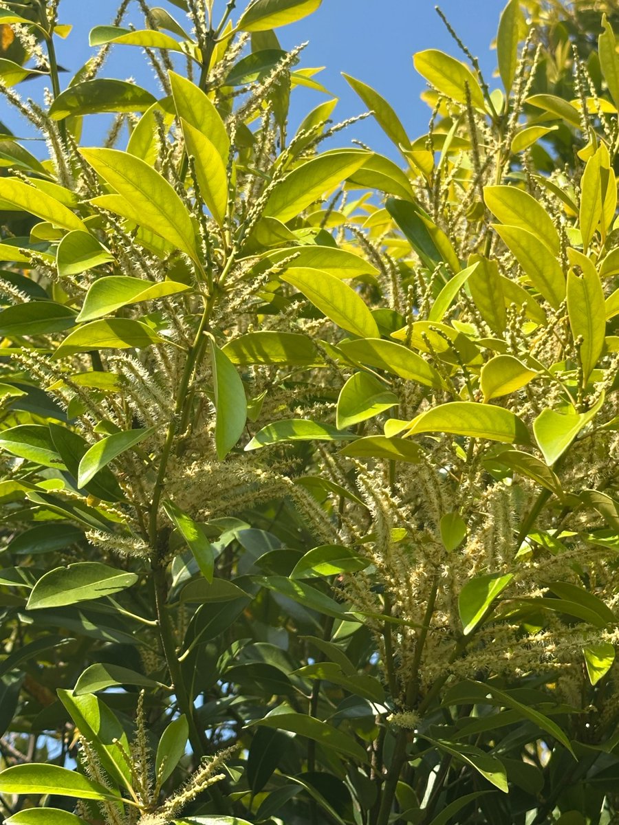 スダジイからひと月遅れてマテバシイが開花し始めました。1年前に咲いた花は、そろそろ胚珠が成熟し受精される季節です。2種ともゲノムが決まったことですし、1年も受精を遅らせる謎がいよいよ解けるはず！