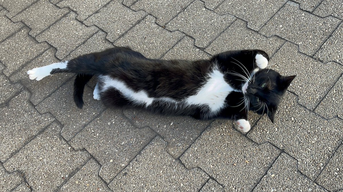 Oreo is showing us his fat white belly 🐈‍⬛🐾