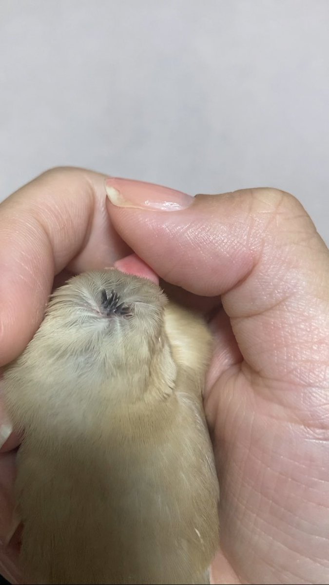 asagochi873's tweet photo. ニョキニョキ https://t.co/mgbu8XMr9U