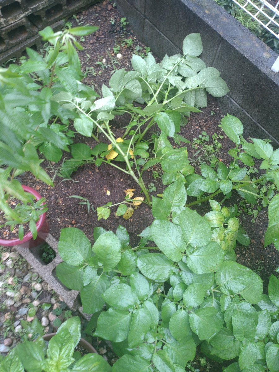 GardenNegiraaa's tweet photo. ああああああああじゃがいもが倒れてる！ https://t.co/1IwCvQTk5R
