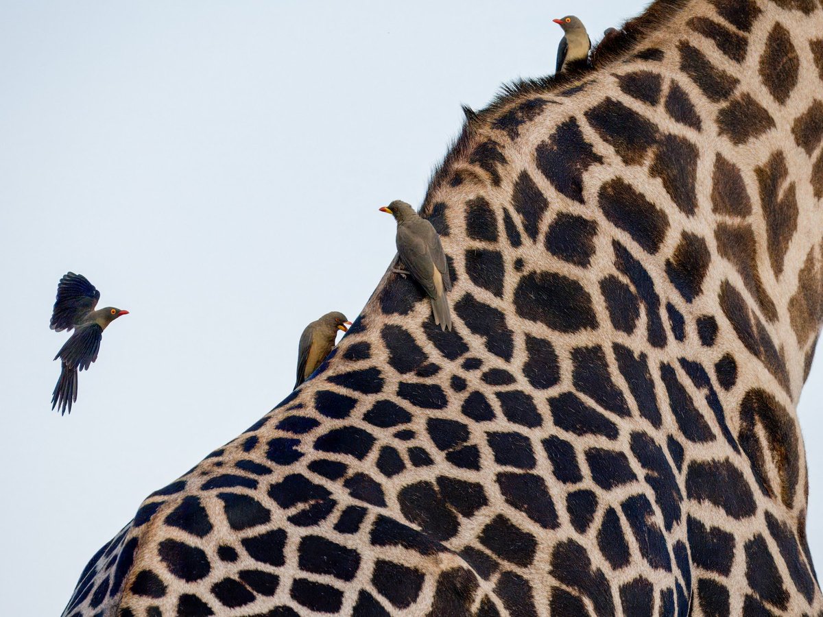 Red-billed and Yellow-billed Oxpeckers crawling over a giraffe in search of ticks