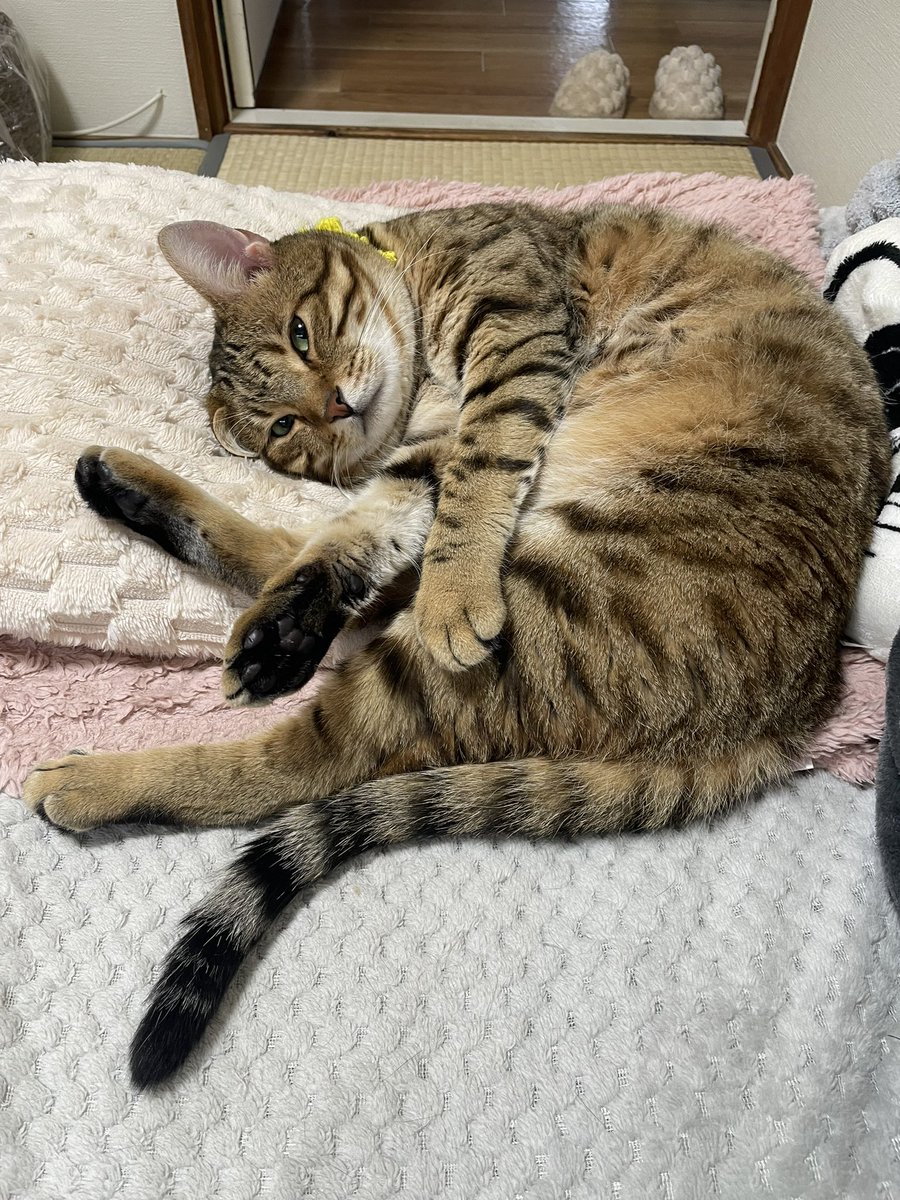 今日もまったりﾆｬﾝ😼💓

     ꕤ︎︎·͜· ︎︎ ꕤ︎︎·͜· ︎︎ ꕤ︎︎·͜· ︎︎ ꕤ︎︎·͜· ︎︎ ꕤ︎︎·͜· ︎︎ ꕤ︎︎·͜· ︎︎ ꕤ︎︎·͜· ︎︎

#ねこかわいいね
#猫好きさんと繋がりたい
#ベンガルmix