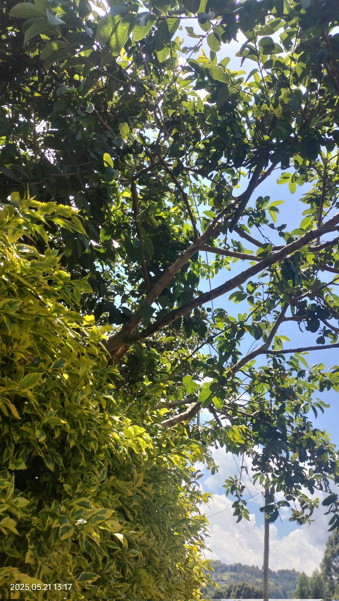 KenyaMails's tweet photo. @KenyaPower_Care This is in regards to the case reference 12834770, which was reported 2 months ago, and a several calls every week, and it has never been sorted. I will regard this as total negligence and incompetence from the Kenya Power Borabu Kijauri. Very Poor work done https://t.co/KzIspuqQ76