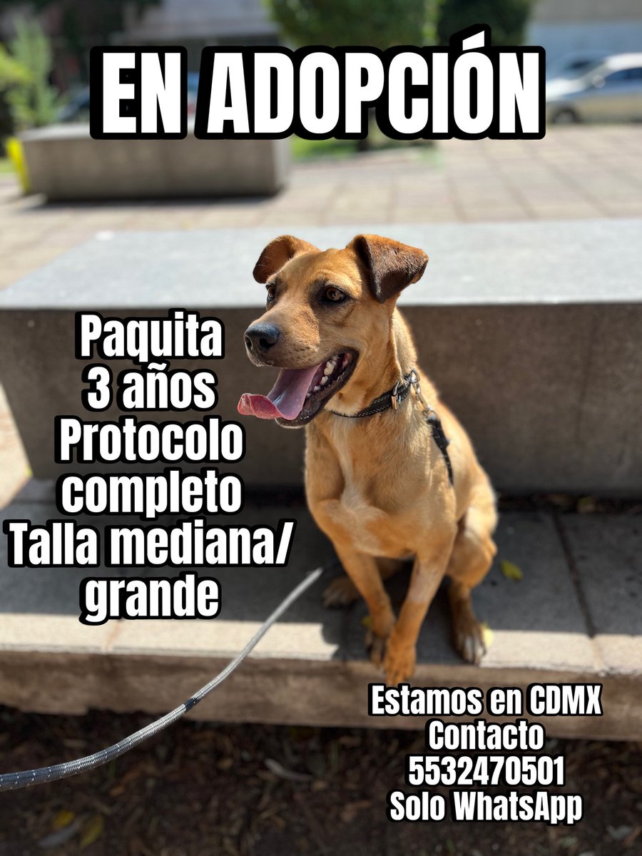 𝙷𝚎𝚕𝚊 𝙼𝚘𝚛𝚎 🐶 (@hela_more) on Twitter photo #AdoptDontShop #AdoptaNoCompres #adoptable #CDMX #diadelperrosinraza #AdoptDontShop #AdoptaNoCompres #adoptable #CDMX #diadelperrosinraza