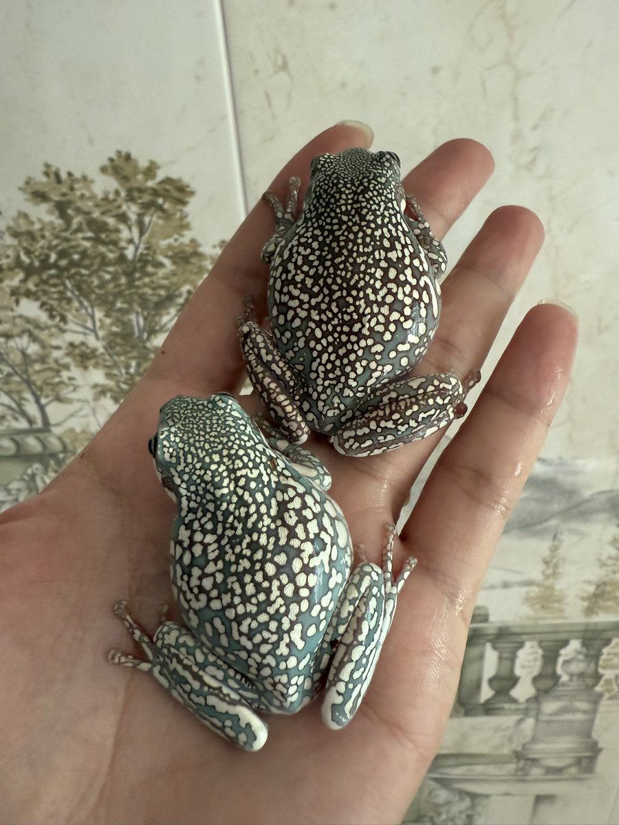 #イエアメガエル