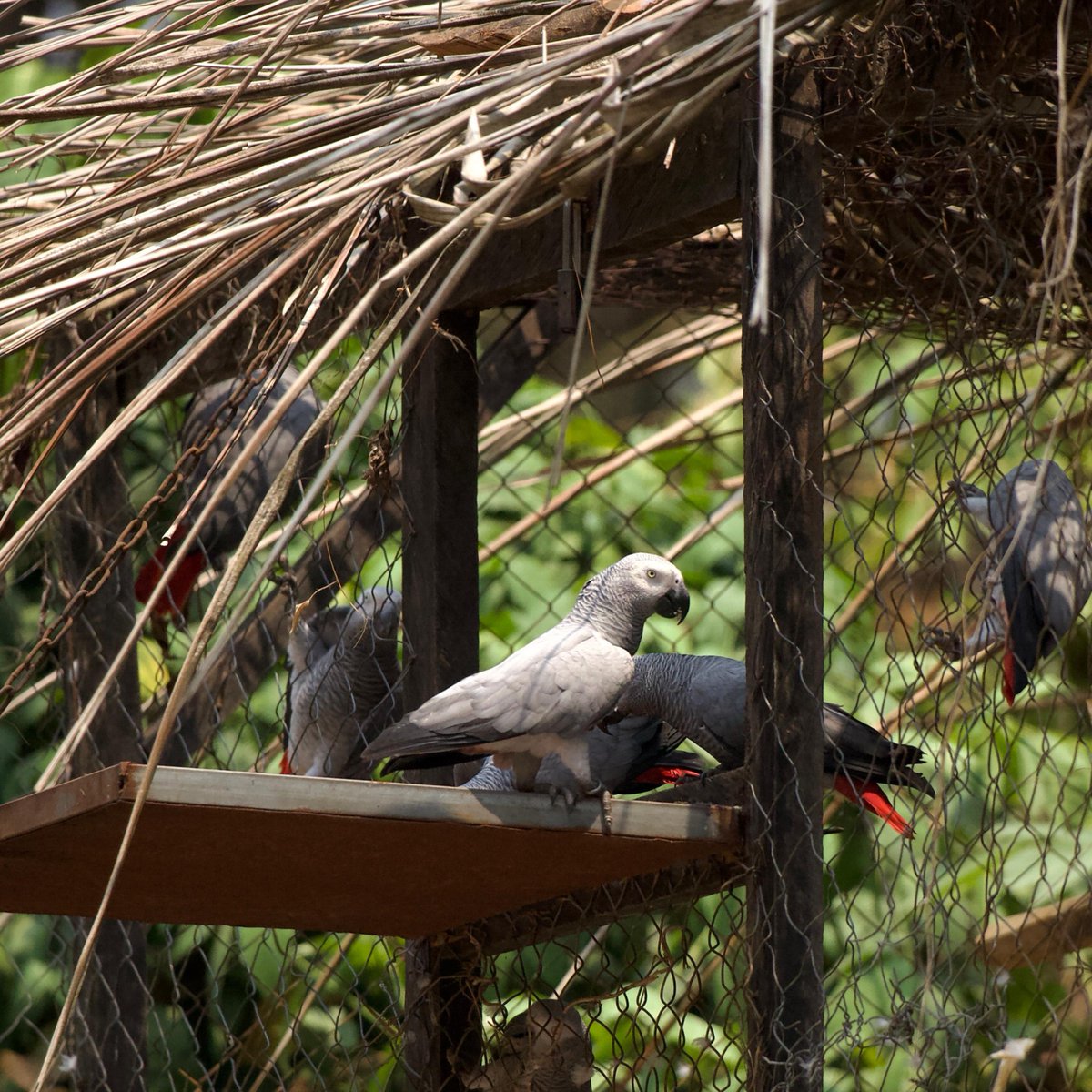 🦜 Happy #WorldParrotDay! 🦜

We’ve got some great news for African grey parrots - 28 more have been released to the wild by our partners <a href="/LimbeWildlife/">Limbe Wildlife Centre</a> in Cameroon!

Read more 👇 
bit.ly/3FdsiVA 

📸 Reni Jantek