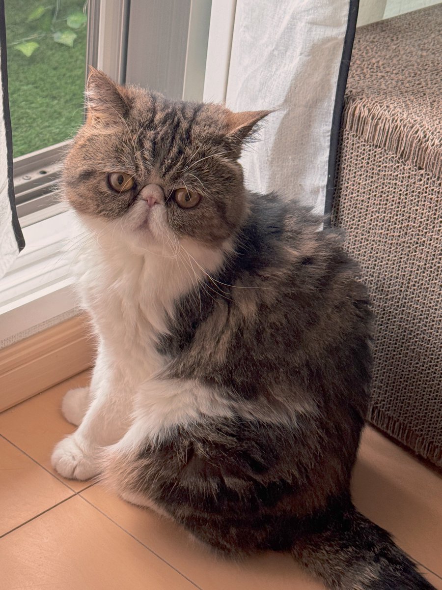 キリッ

#エキゾチックショートヘア
#ちくわの日常