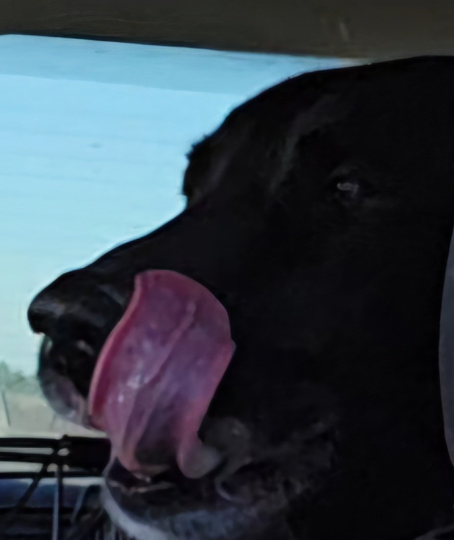 #PostAFavPic4VioletMay25
Day 31 
Complete sentence 
This photo of me says it all 
You don't need a complete sentence 😅