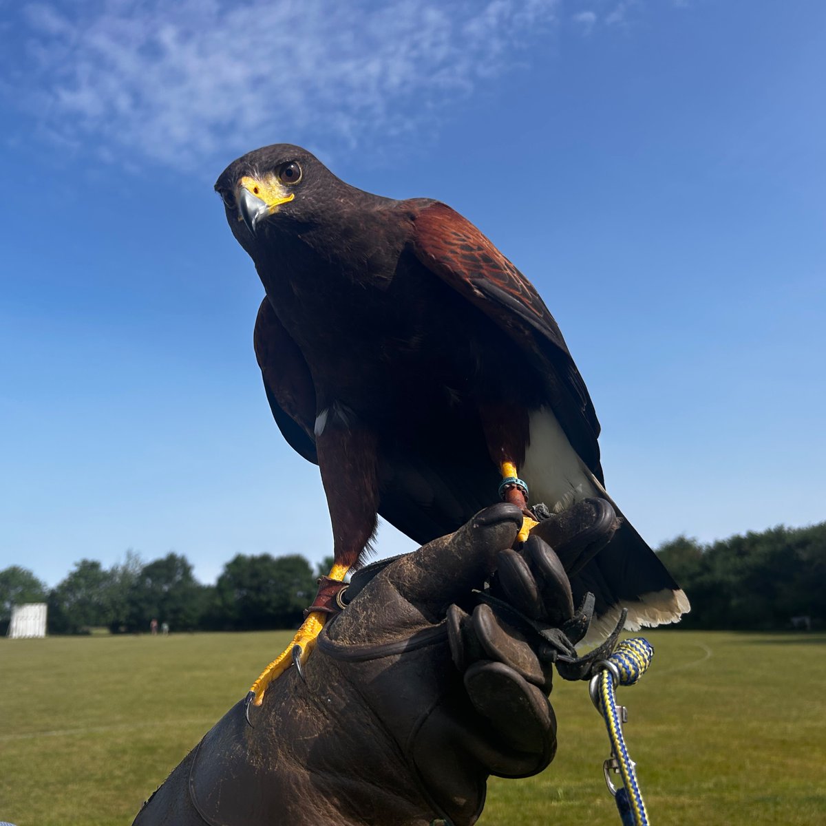 Matt Graveling (@mattgraveling) on Twitter photo A Harris’s Hawk that dive bombed 50 residents of a Hertfordshire village earlier this year has found his forever home!
After finally being caught, Wayne, a local falconer, has taken in ‘Bomber Harris’ & built him a new £1,000 Aviary.
Lovely to meet them live on <a href="/BBCBreakfast/">BBC Breakfast</a> 🦅 A Harris’s Hawk that dive bombed 50 residents of a Hertfordshire village earlier this year has found his forever home!
After finally being caught, Wayne, a local falconer, has taken in ‘Bomber Harris’ & built him a new £1,000 Aviary.
Lovely to meet them live on <a href="/BBCBreakfast/">BBC Breakfast</a> 🦅
