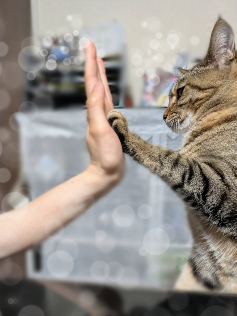 なんかしんどい日は、猫とハイタッチして全リセット
#猫好きさんと繫がりたい𓏲 #ハイタッチ