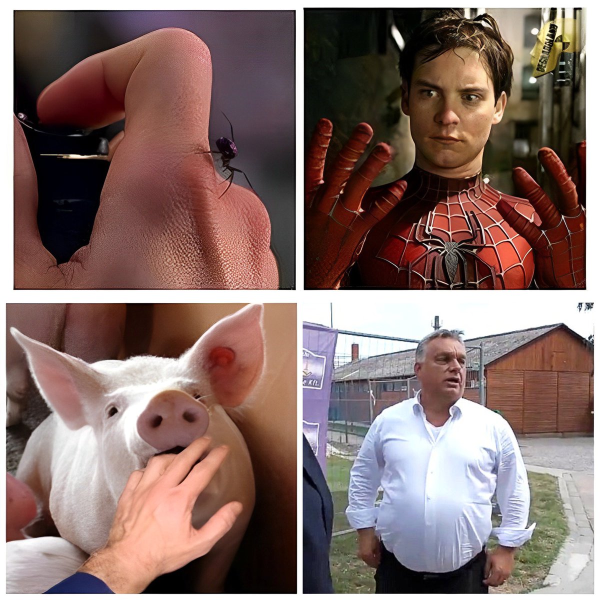 #Orban #Orkban #pig