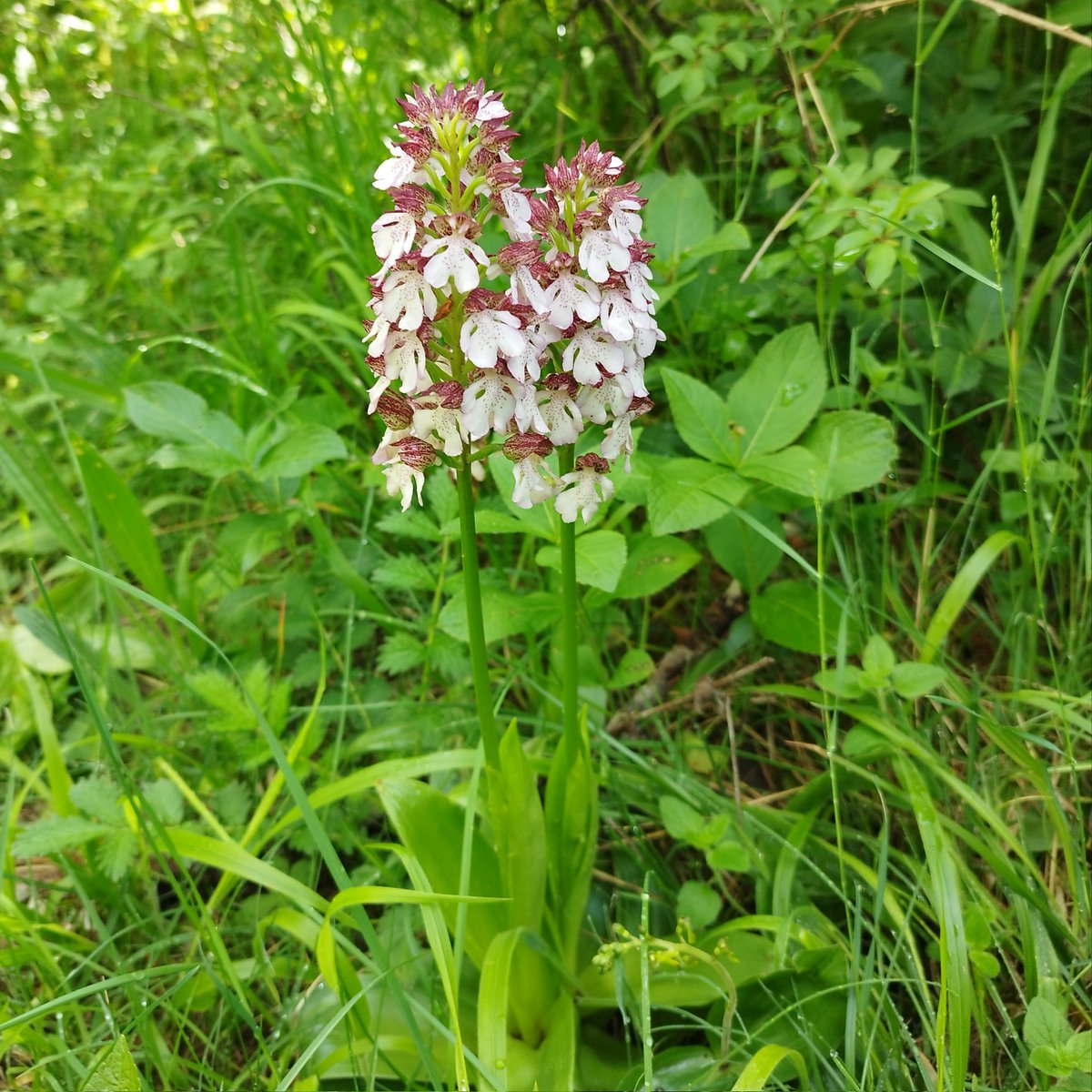 Waldbodentyp's tweet photo. Drei Tage #Bodenkunde vom Feinsten! Auf Møn 🇩🇰 stand auch die Flora im Rampenlicht: Auf den einzigartigen Böden gedeihen seltene und faszinierende Pflanzen! 🌿
#Rendzina = #BodendesJahres 2025
#Exkursion #Natur https://t.co/ISP8611k4k
