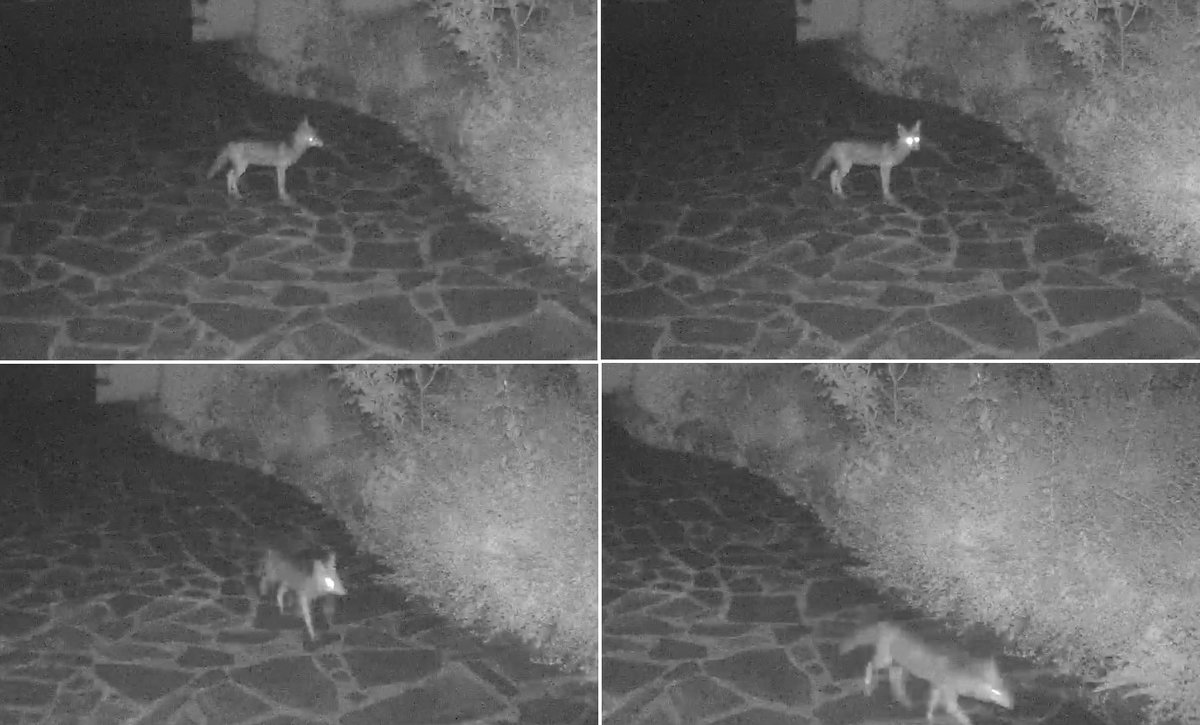 Danieldeclerm's tweet image. 1 h la nuit dernière : le #renard (sans doute toujours le même) dans sa petite escapade nocturne 🦊