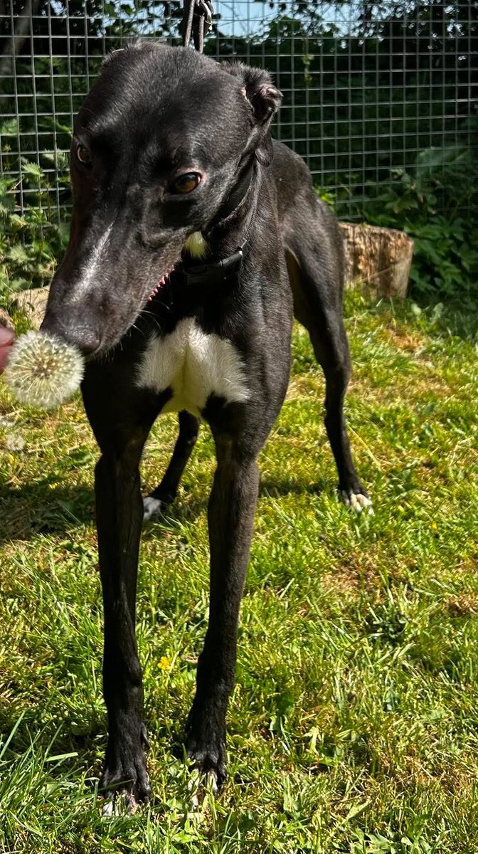 Sheffield Retired Greyhounds tweet media